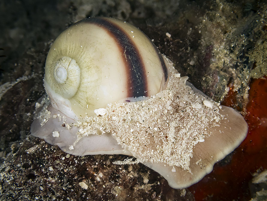 Naticidae 02